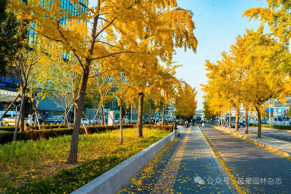 Autumn corridor along Beijing Zhongguancun Street