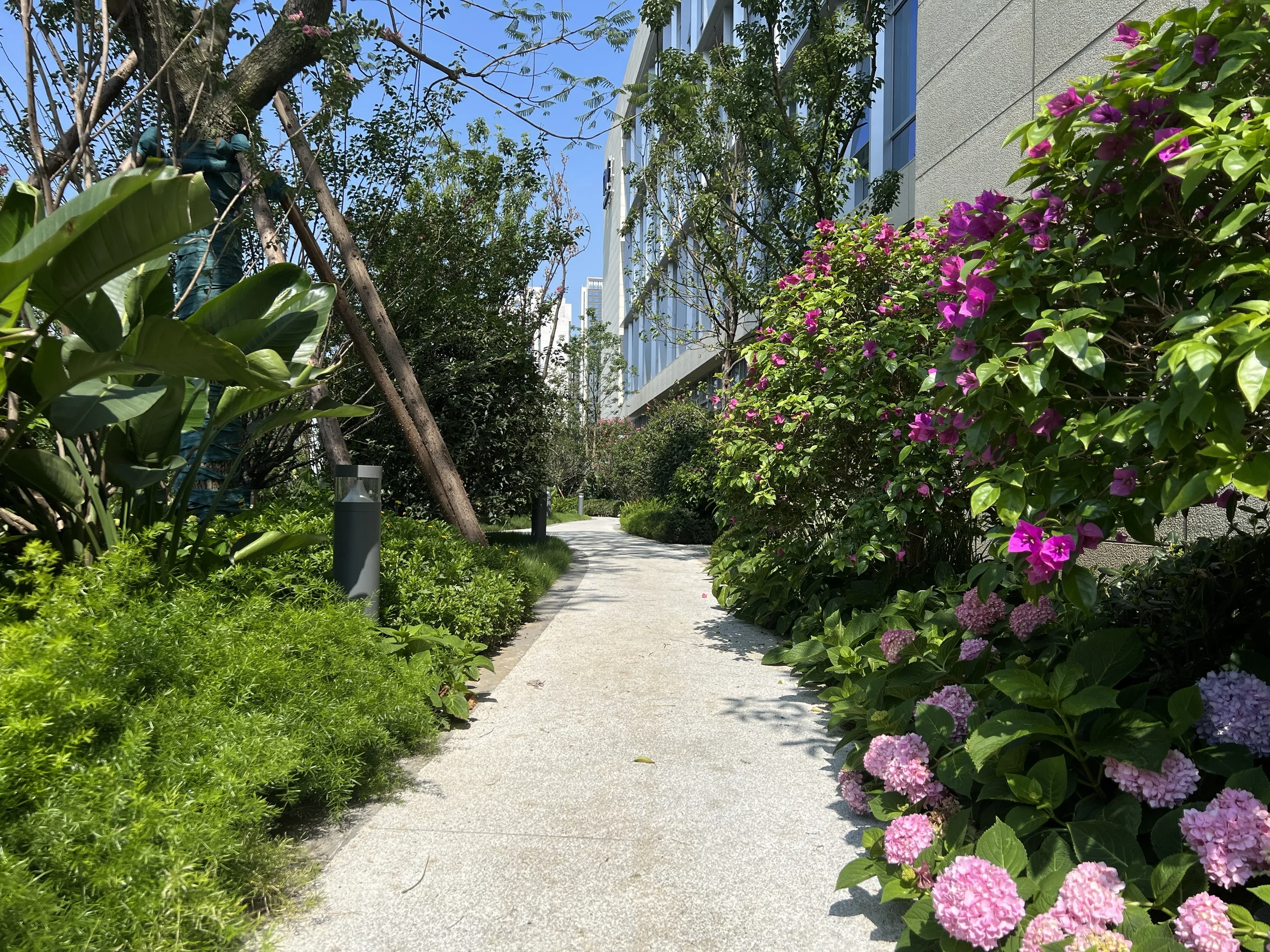 Flowering path at Chengdu Taikang Southwest Healthcare Center