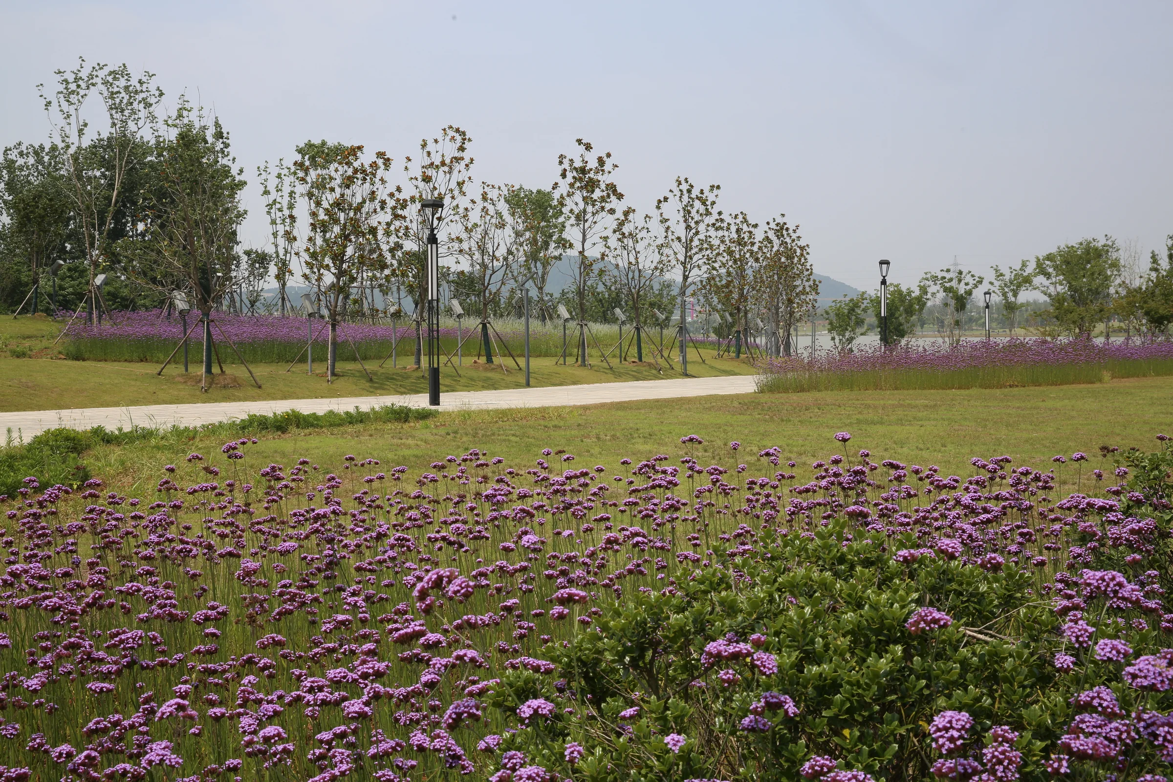 Meadow flowers at Nanjing Xingzhuang Reservoir Public Park