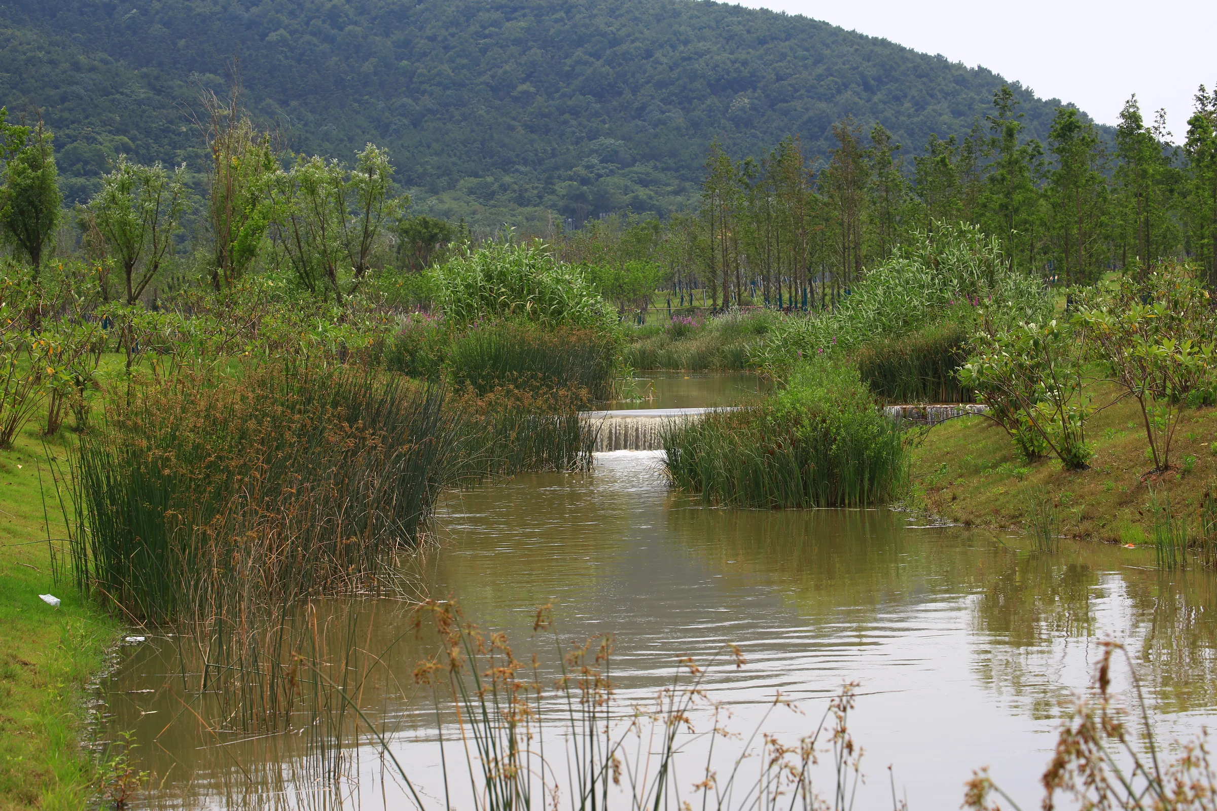 Wetland stream at Nanjing Xingzhuang Reservoir Public Park