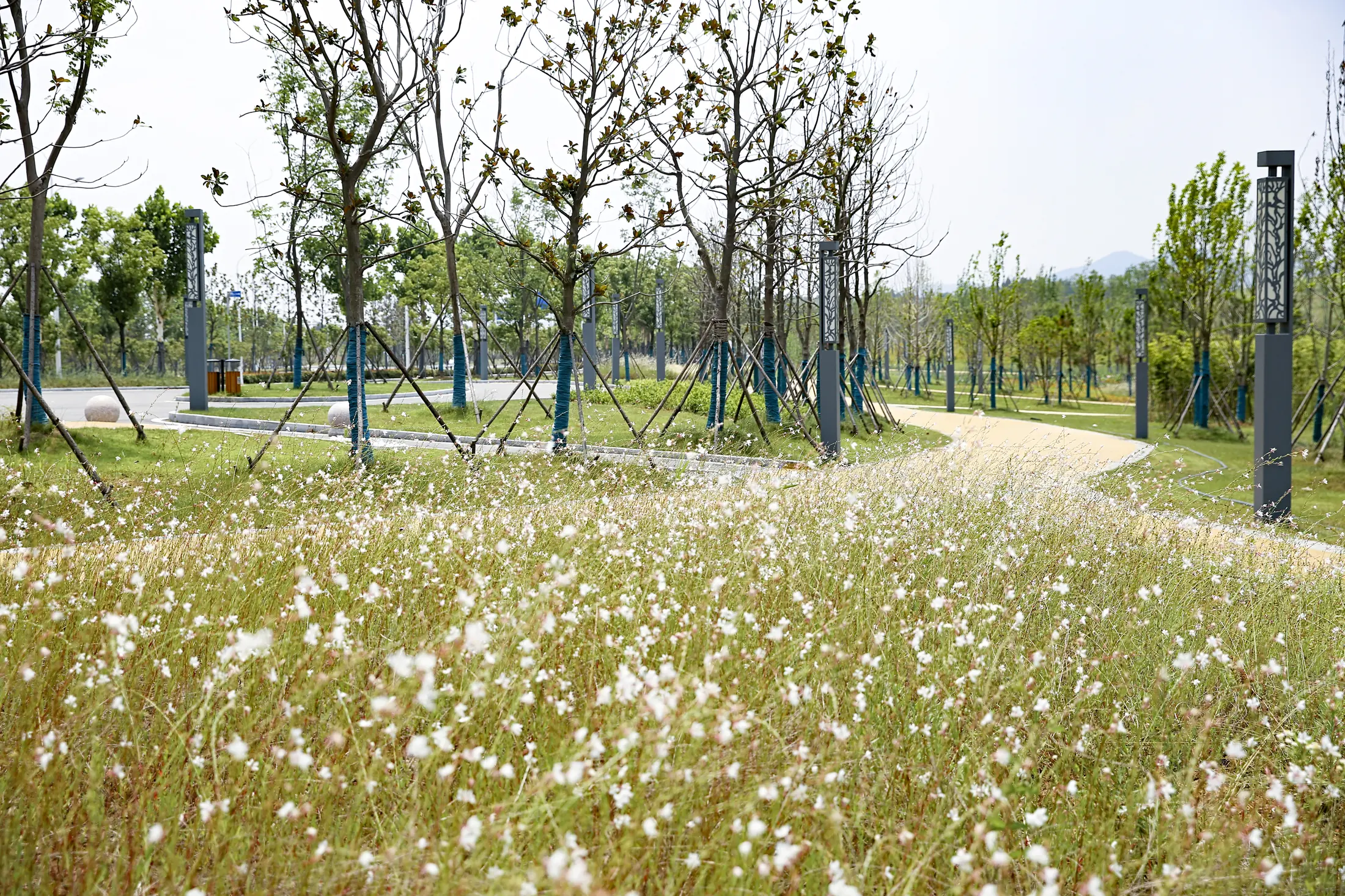 Meadow landscape at Nanjing Xingzhuang Wetland Park