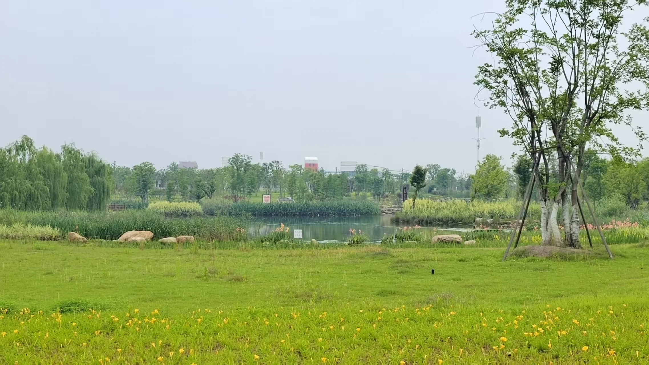 Open meadow at Quzhou Ecological Research Wetland Park