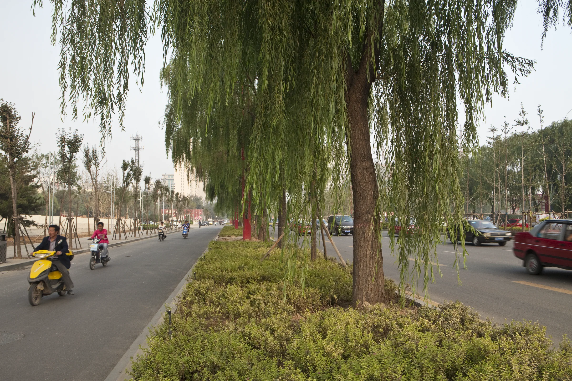 Willow median at Taiyuan Changfeng West Street
