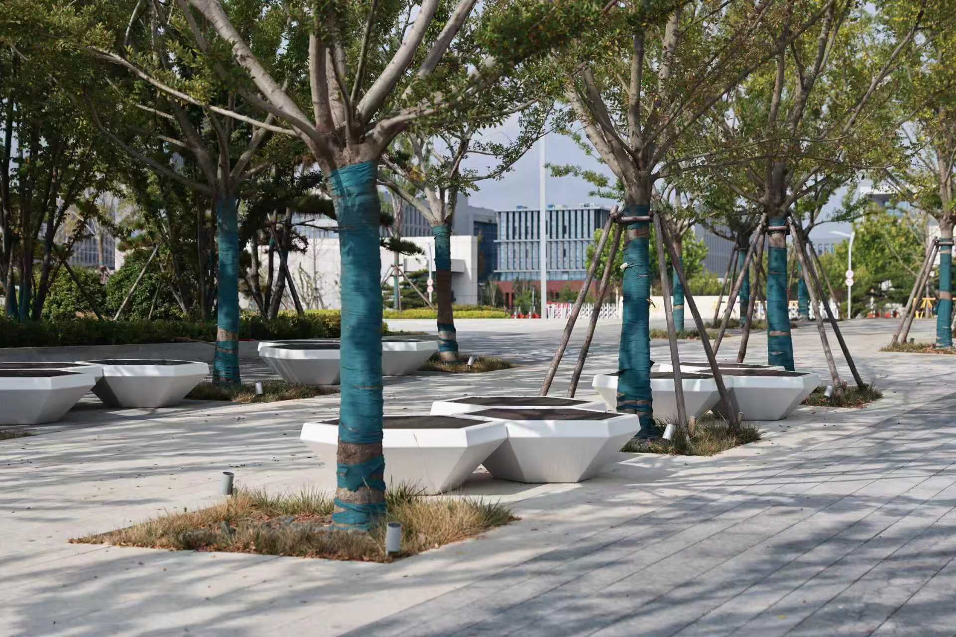 Shaded grove and seating at Yantai Bajiao Bay Coastal Park