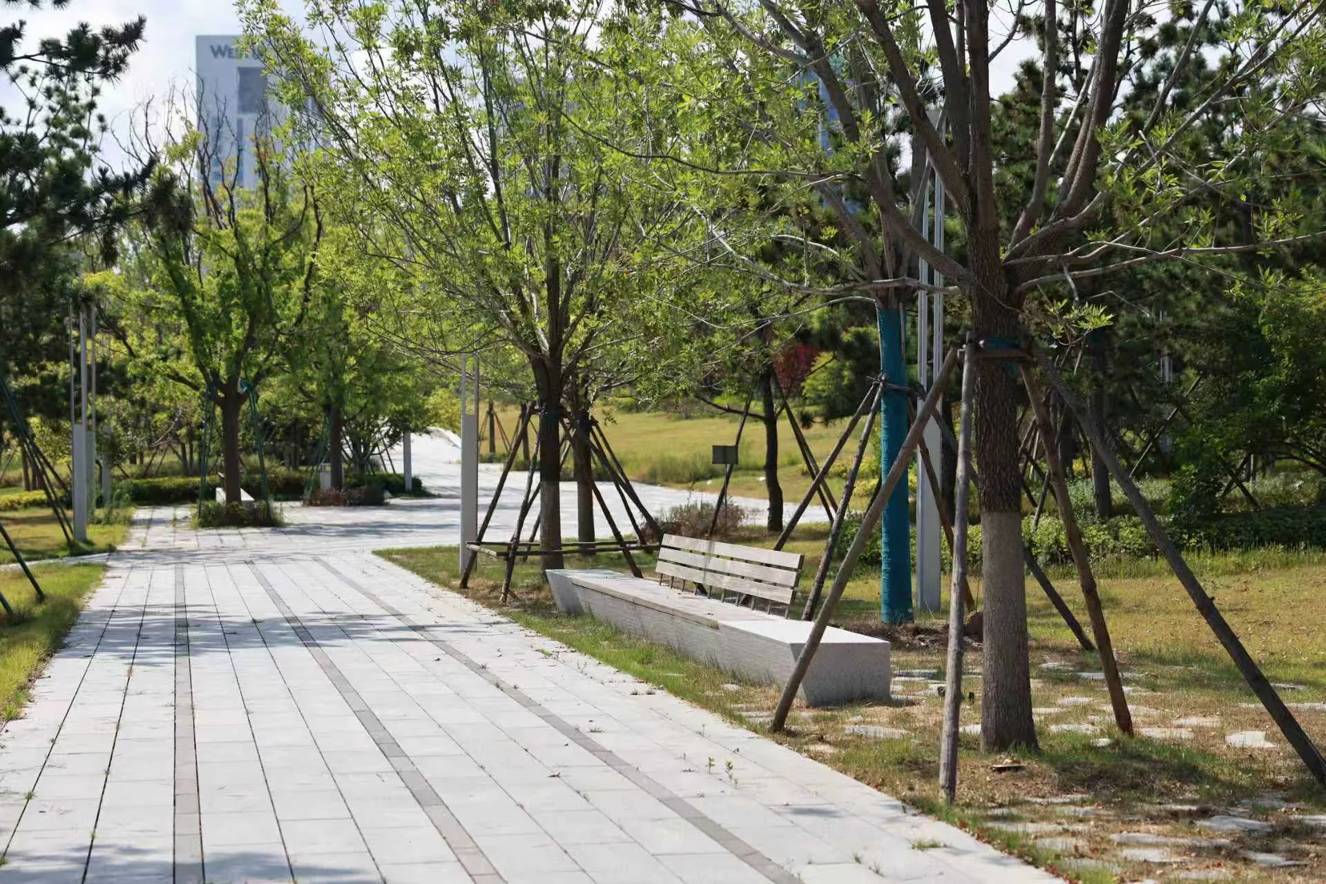 Woodland path at Yantai International Convention Center Coastal Park